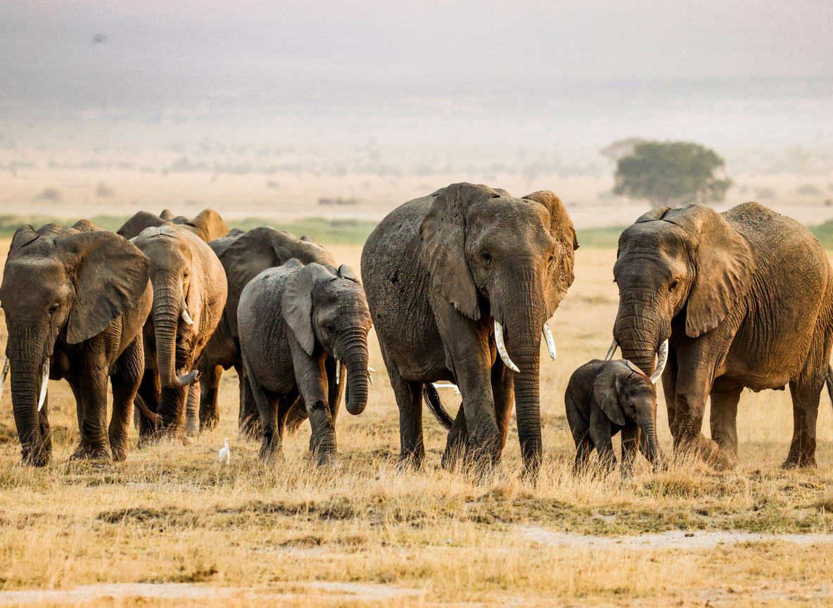 How Many Nights In Amboseli