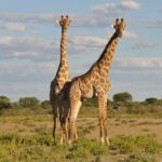 How Much Does An African Safari Really Cost And What Youre Actually Paying For
