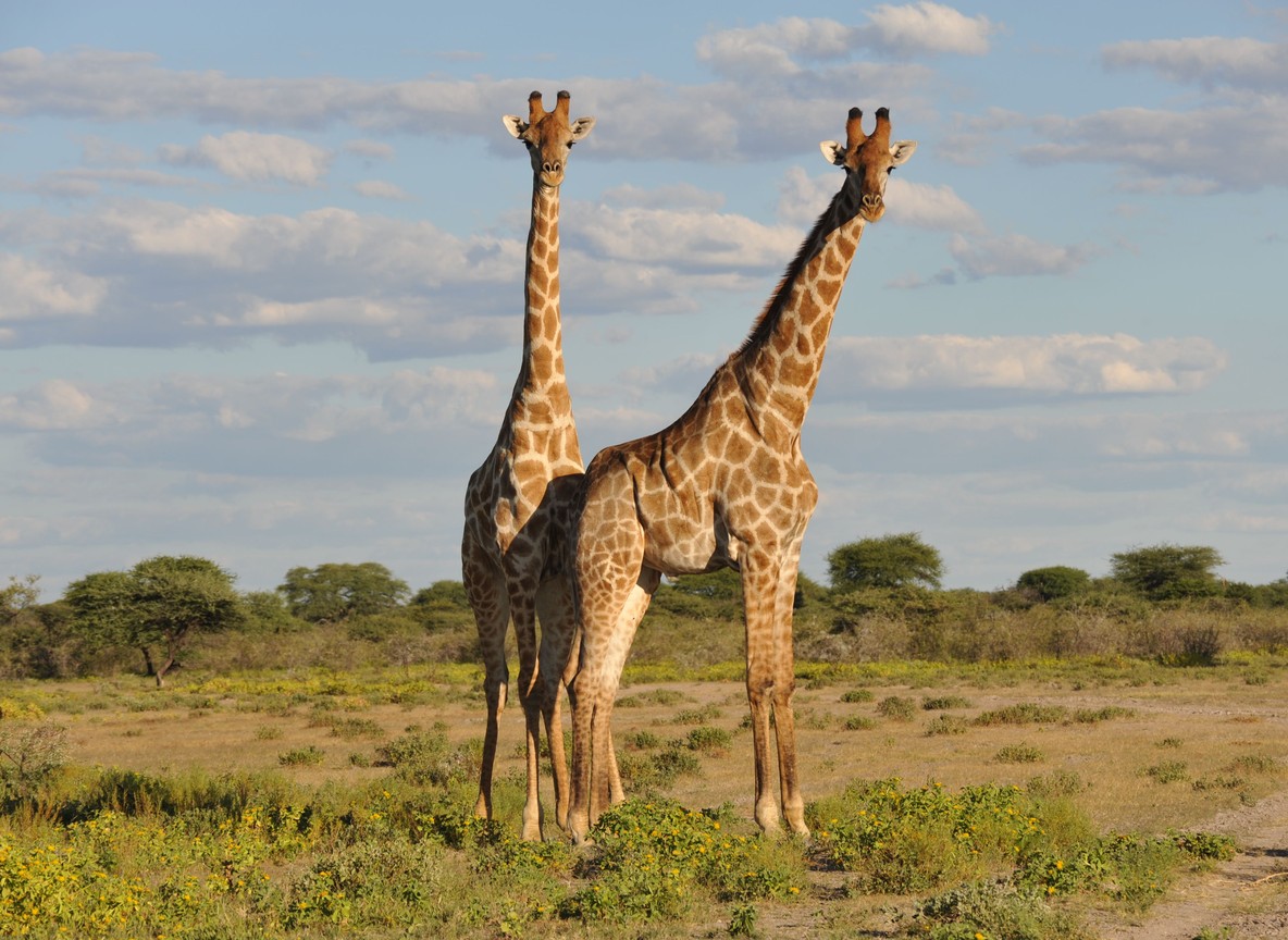 How Much Does An African Safari Really Cost And What Youre Actually Paying For