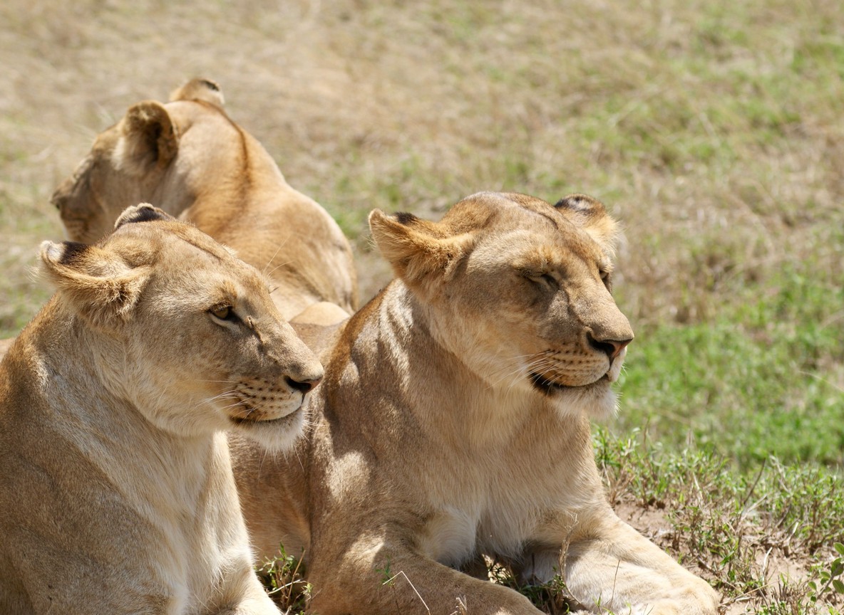 How Much Does An African Safari Really Cost And What Youre Actually Paying For