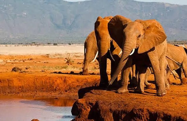 Tsavo East National Park