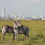 Nairobi National Park Nairobi National Park holds the distinction of being the only national park located within a capital city in the world, offering visitors the surreal experience of viewing lions, rhinos, and giraffes with Nairobi's skyline as a backdrop. It is a perfect introduction to Kenyan wildlife for travelers with limited time. Despite its proximity to the city, the park supports a surprisingly diverse ecosystem, home to over 100 mammal species including lion, leopard, buffalo, giraffe, and one of Kenya's most successful black rhino sanctuaries. Over 400 bird species have also been recorded within its boundaries. Because it sits just minutes from Jomo Kenyatta International Airport, Nairobi National Park is an excellent option for travelers with a long layover or those wanting a quick taste of safari before heading out to Kenya's larger parks. The park's Ivory Burning Site Monument also commemorates Kenya's strong stance against poaching, offering visitors insight into the country's ongoing wildlife conservation efforts. Ready to experience Nairobi National Park for yourself? book your safari with Valley Safaris today.