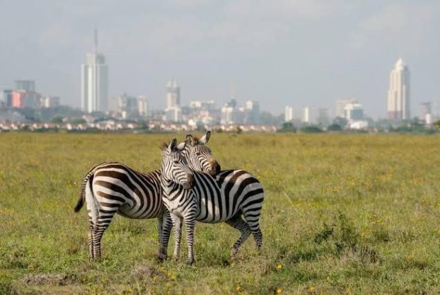 Nairobi National Park Nairobi National Park holds the distinction of being the only national park located within a capital city in the world, offering visitors the surreal experience of viewing lions, rhinos, and giraffes with Nairobi's skyline as a backdrop. It is a perfect introduction to Kenyan wildlife for travelers with limited time. Despite its proximity to the city, the park supports a surprisingly diverse ecosystem, home to over 100 mammal species including lion, leopard, buffalo, giraffe, and one of Kenya's most successful black rhino sanctuaries. Over 400 bird species have also been recorded within its boundaries. Because it sits just minutes from Jomo Kenyatta International Airport, Nairobi National Park is an excellent option for travelers with a long layover or those wanting a quick taste of safari before heading out to Kenya's larger parks. The park's Ivory Burning Site Monument also commemorates Kenya's strong stance against poaching, offering visitors insight into the country's ongoing wildlife conservation efforts. Ready to experience Nairobi National Park for yourself? book your safari with Valley Safaris today.