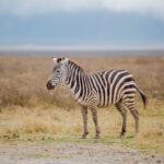 Is Amboseli Good For First Time Safari Travellers