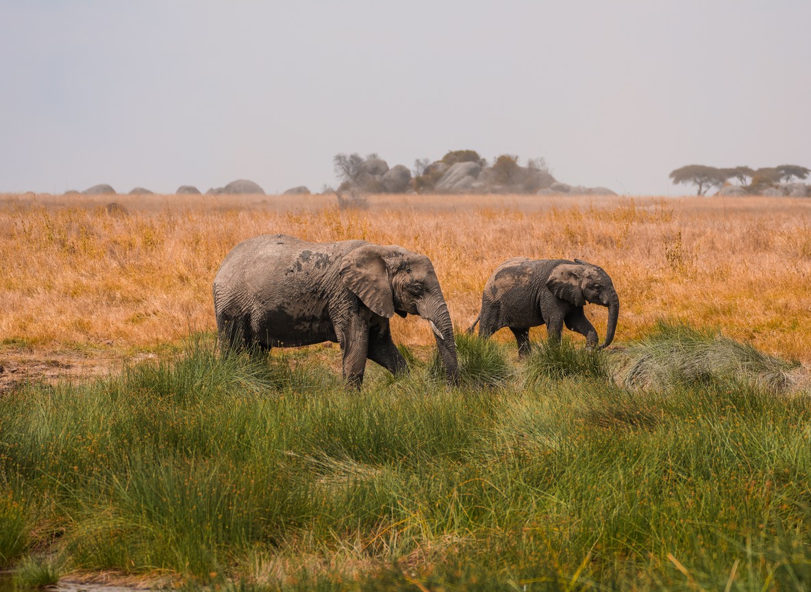 Is Amboseli Worth It In The Rainy Season