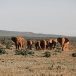 A safari vehicle with tourists watching a herd of elephants at golden hour on the open plains of Amboseli National Park, with Mount Kilimanjaro in the background