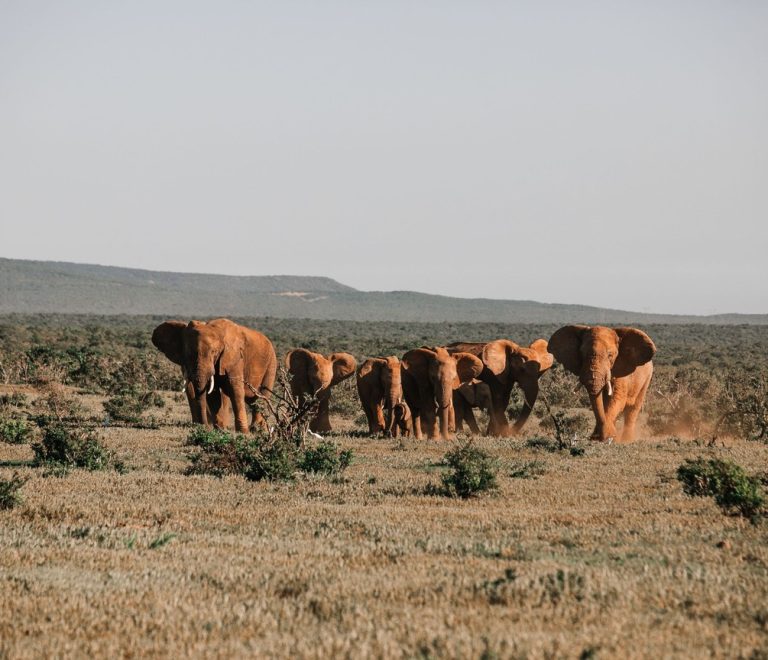 A safari vehicle with tourists watching a herd of elephants at golden hour on the open plains of Amboseli National Park, with Mount Kilimanjaro in the background