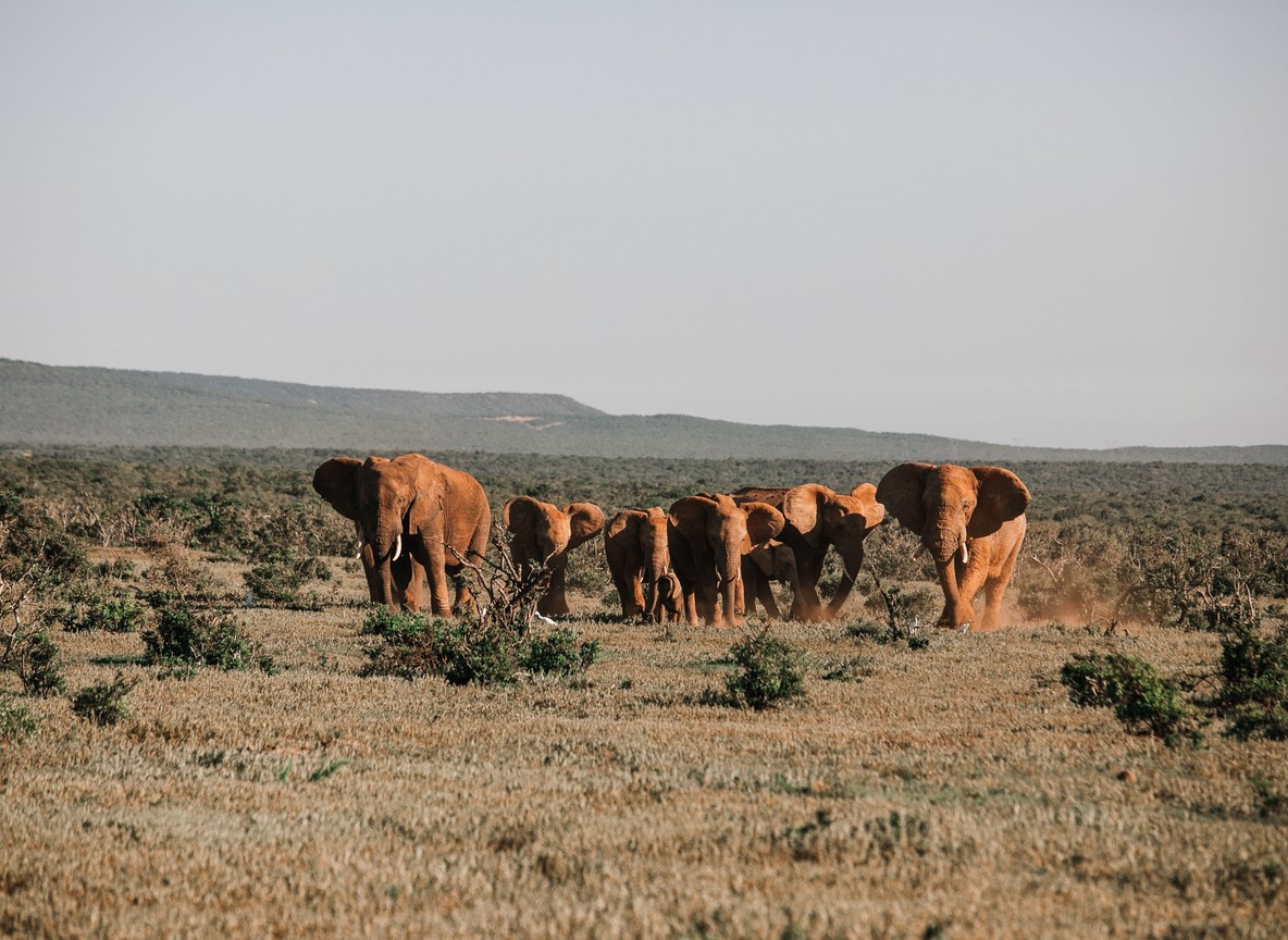 A safari vehicle with tourists watching a herd of elephants at golden hour on the open plains of Amboseli National Park, with Mount Kilimanjaro in the background