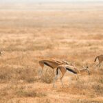 June Vs July In Amboseli
