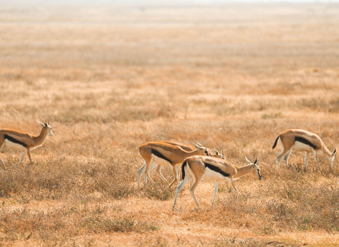 June Vs July In Amboseli