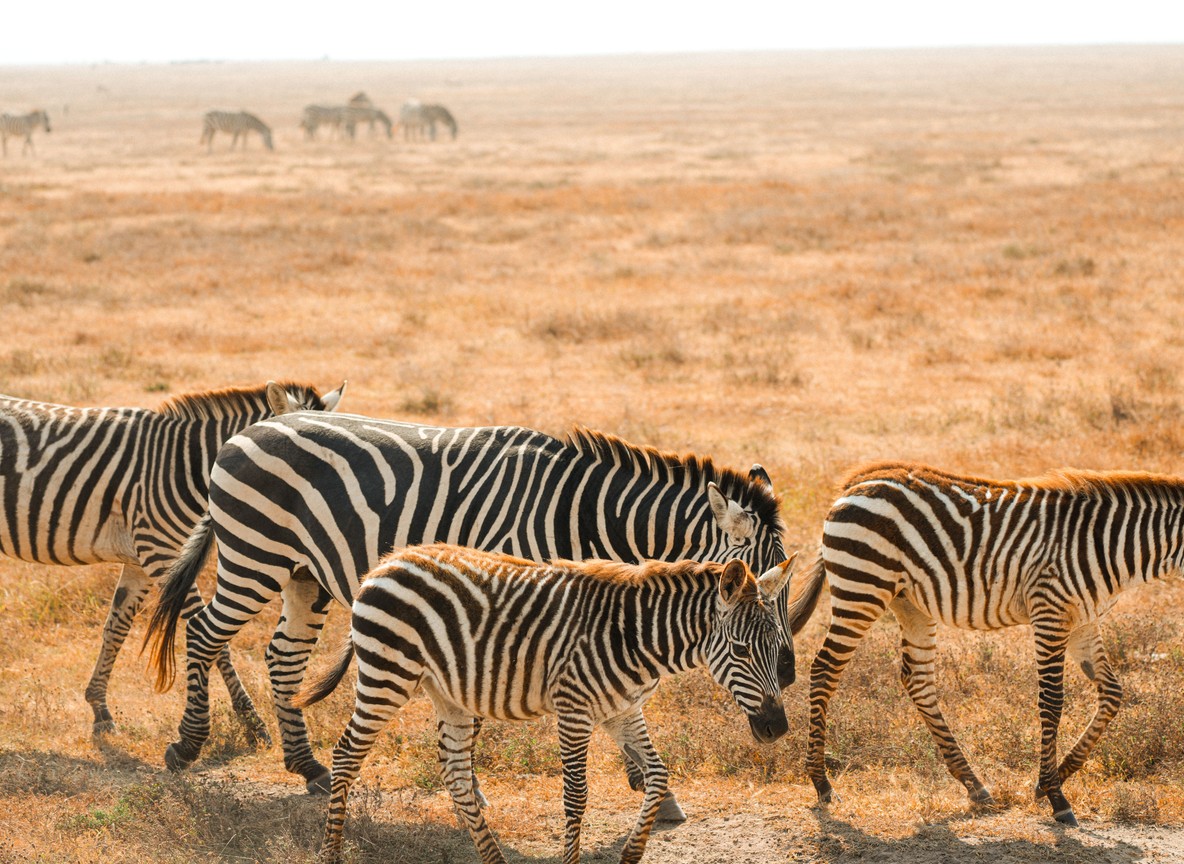 June Vs July In Amboseli