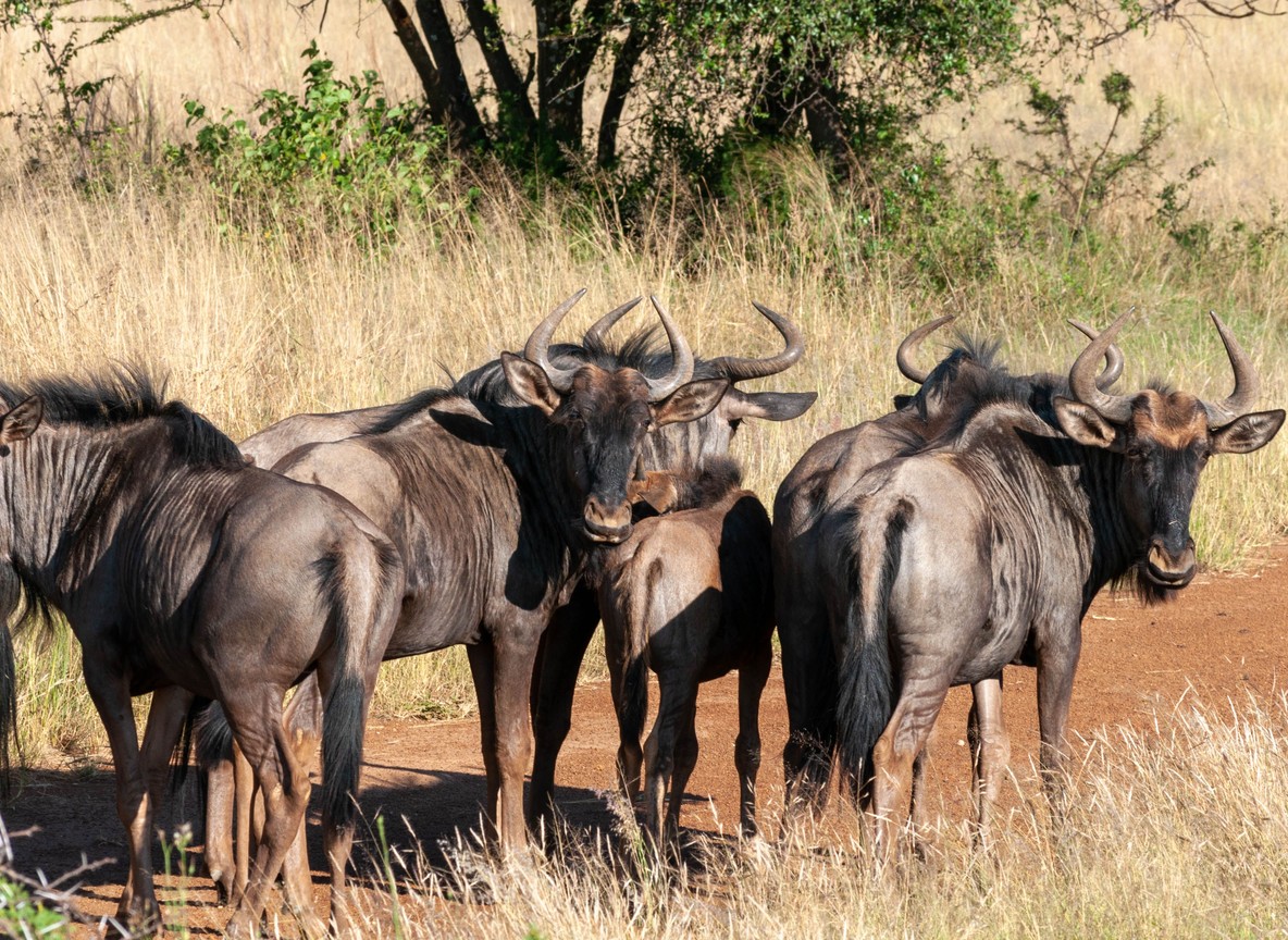 Wildebeest crossing a wide river with crocodiles visible in the water, tall grass on both banks under a bright Serengeti sky