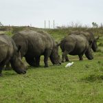 A crash of white rhino grazing on open grassland inside a fenced conservancy, cattle egret nearby