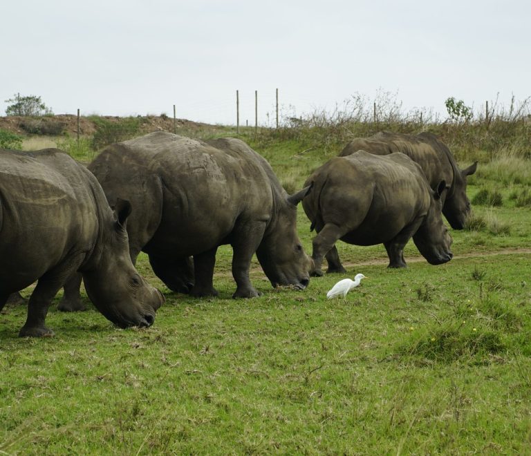 A crash of white rhino grazing on open grassland inside a fenced conservancy, cattle egret nearby