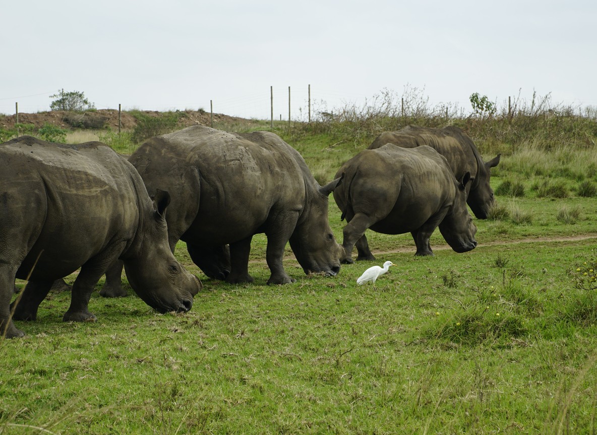 A crash of white rhino grazing on open grassland inside a fenced conservancy, cattle egret nearby