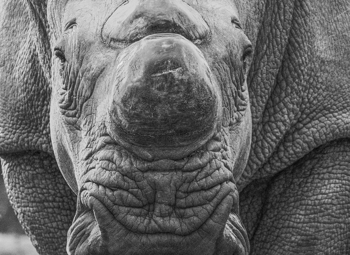 Close-up of a white rhino's face and horn, black-and-white photograph