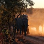 A community wildlife ranger on foot patrol at dawn near Amboseli National Park, with Mount Kilimanjaro faint on the horizon
