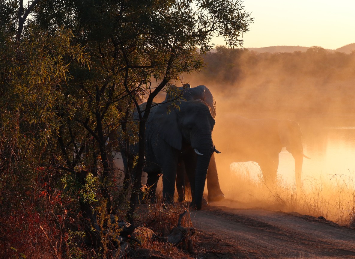 A community wildlife ranger on foot patrol at dawn near Amboseli National Park, with Mount Kilimanjaro faint on the horizon