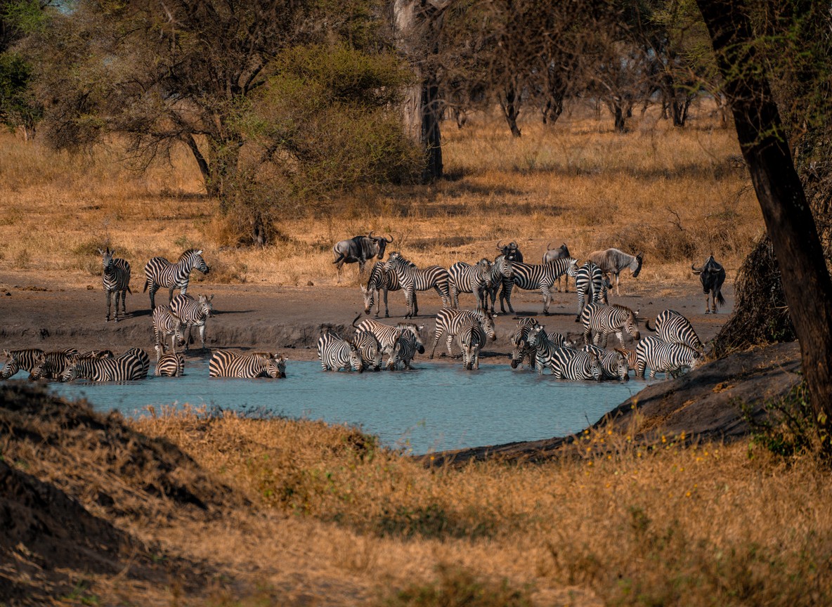 Zebra and wildebeest grazing on the Amboseli plains with acacia trees, the kind of plains game most often targeted by bushmeat poaching