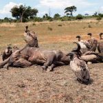 A crowded pod of hippos packed into a shrinking pool of the Katuma River in Katavi National Park, western Tanzania
