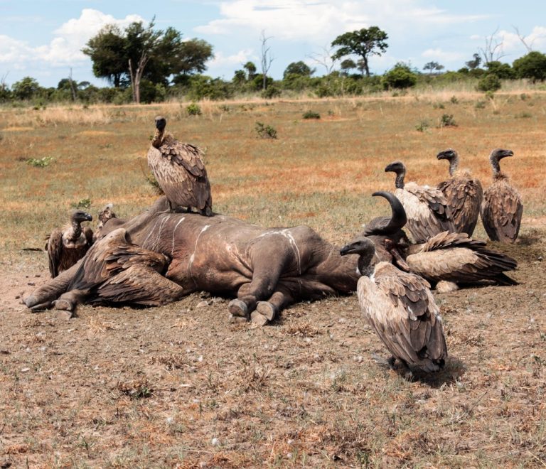 A crowded pod of hippos packed into a shrinking pool of the Katuma River in Katavi National Park, western Tanzania