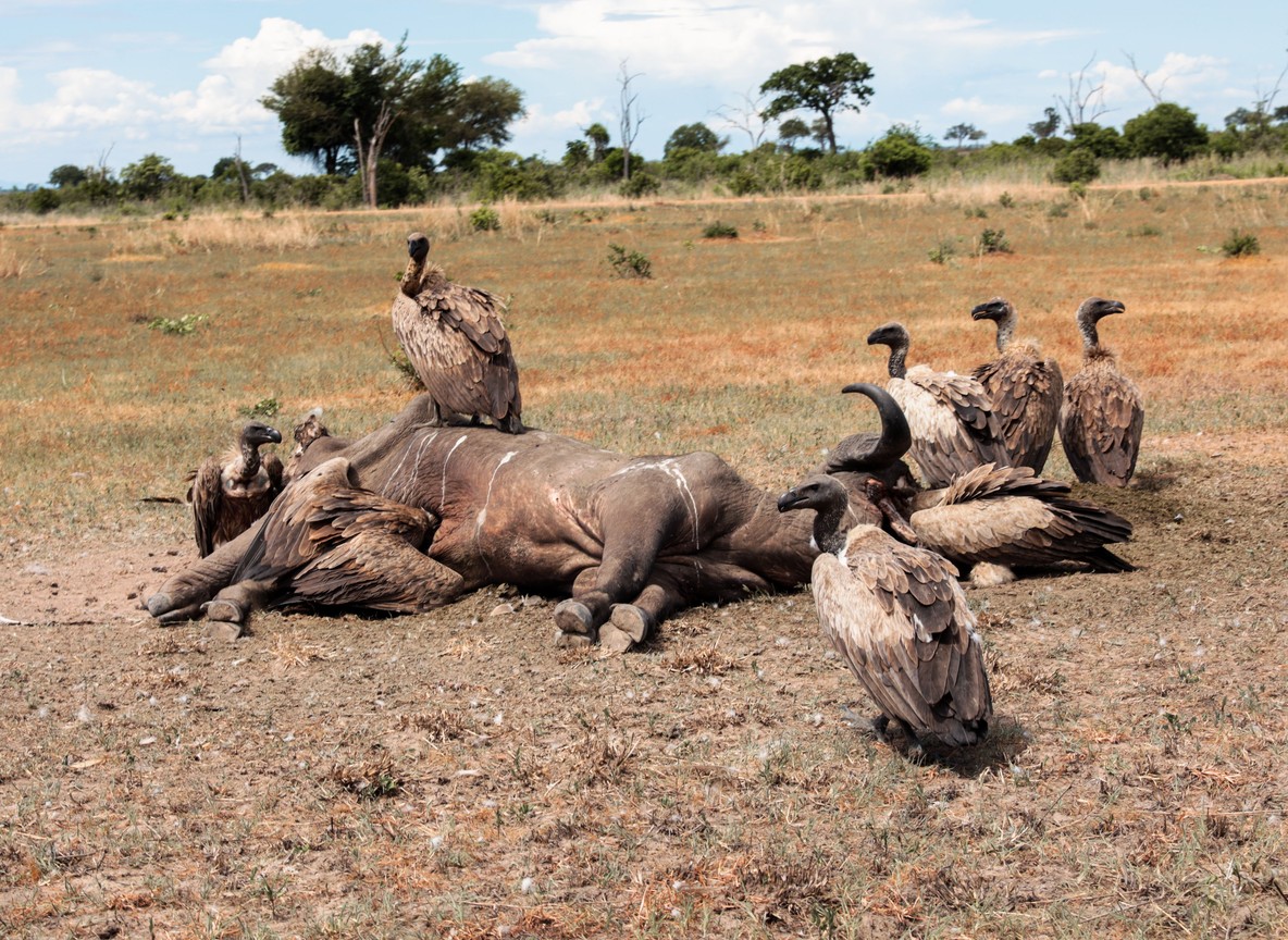 A crowded pod of hippos packed into a shrinking pool of the Katuma River in Katavi National Park, western Tanzania