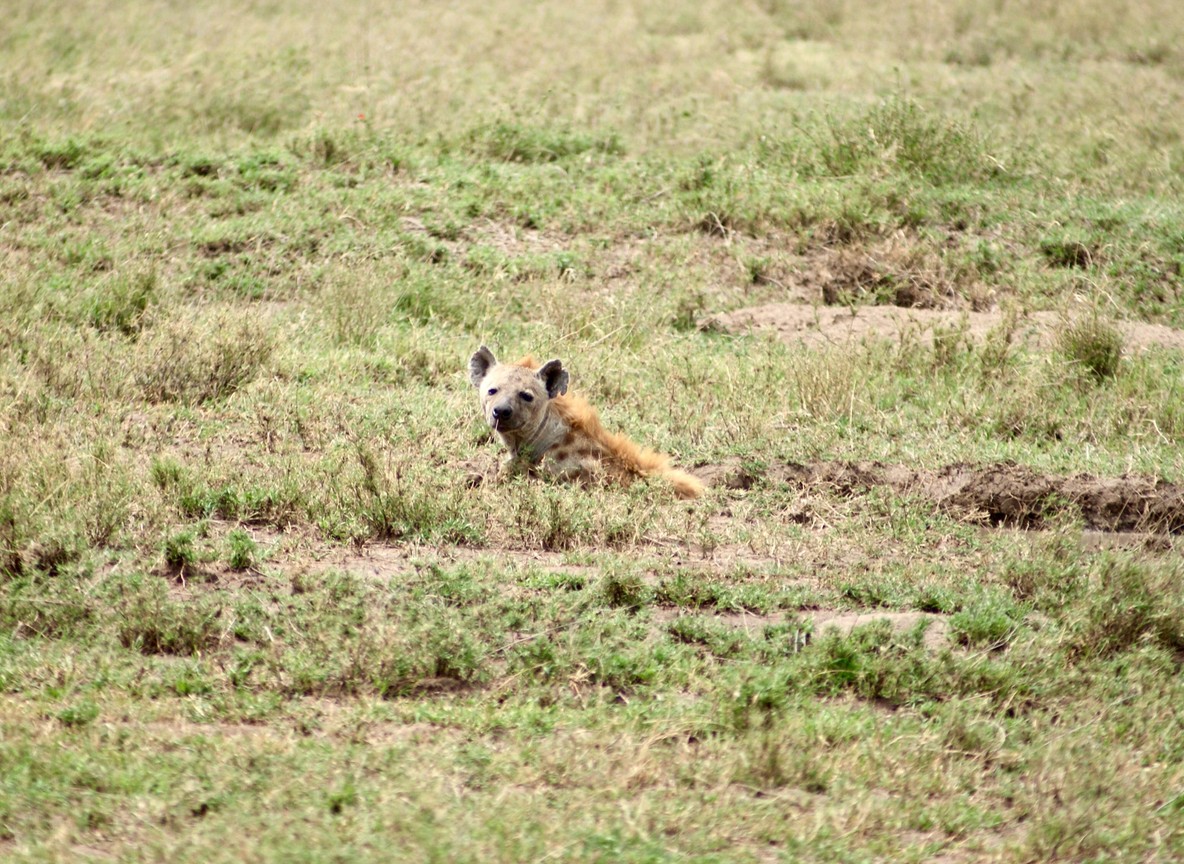 A light aircraft on the dirt airstrip at Ikuu inside Katavi National Park, western Tanzania