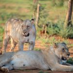 A line of safari vehicles watching a pride of lions on the open plains of the Maasai Mara at golden hour, Kenya