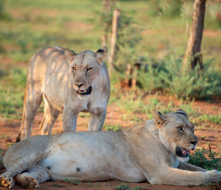 A line of safari vehicles watching a pride of lions on the open plains of the Maasai Mara at golden hour, Kenya