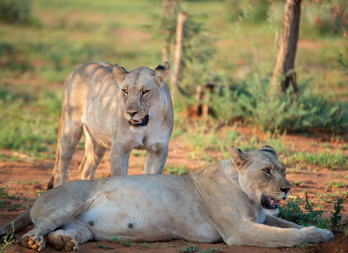 A line of safari vehicles watching a pride of lions on the open plains of the Maasai Mara at golden hour, Kenya