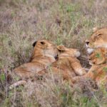 Kenya Airways Visa Safari Discount 2026
