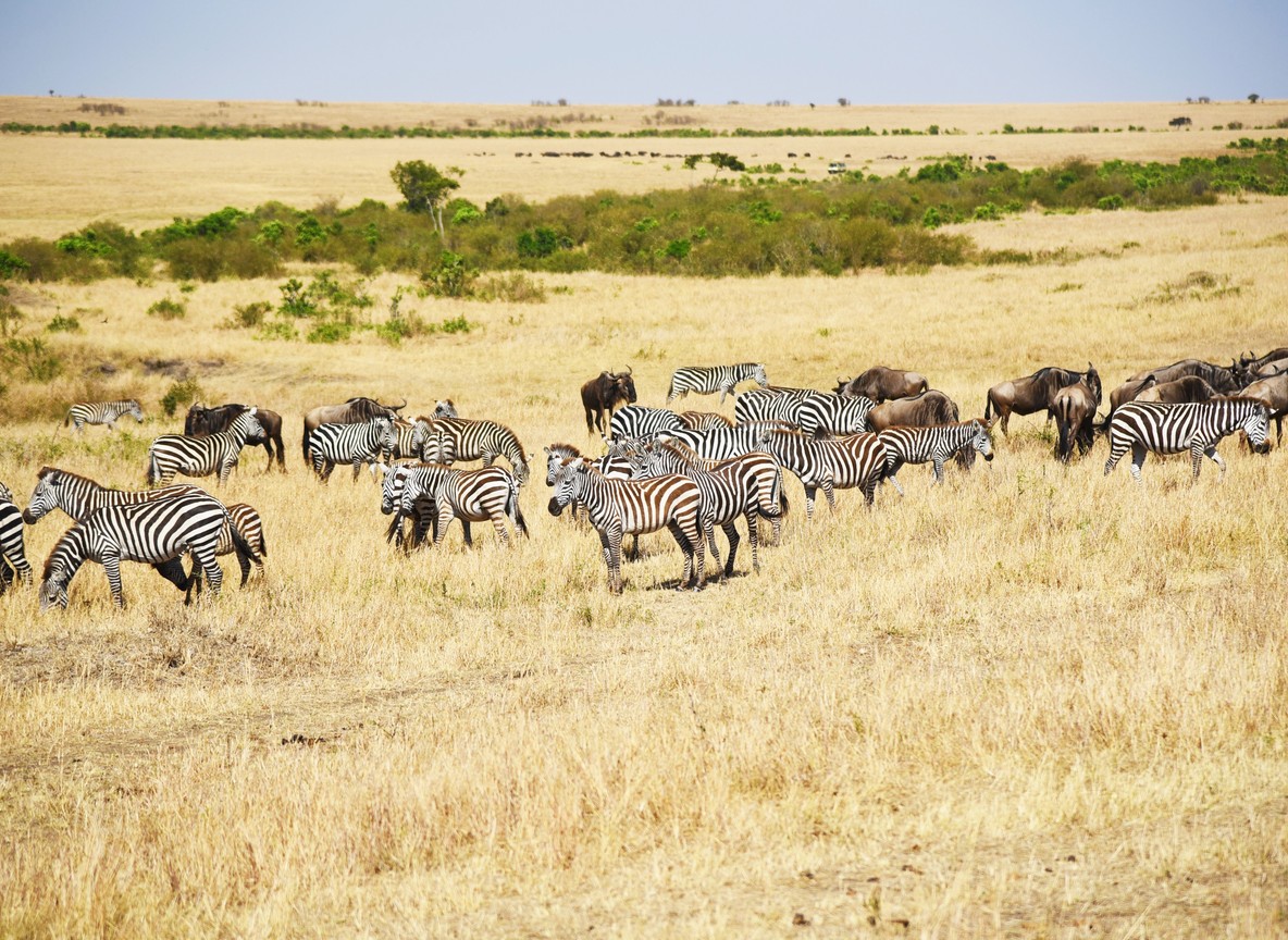 Kenya Airways Visa Safari Discount 2026