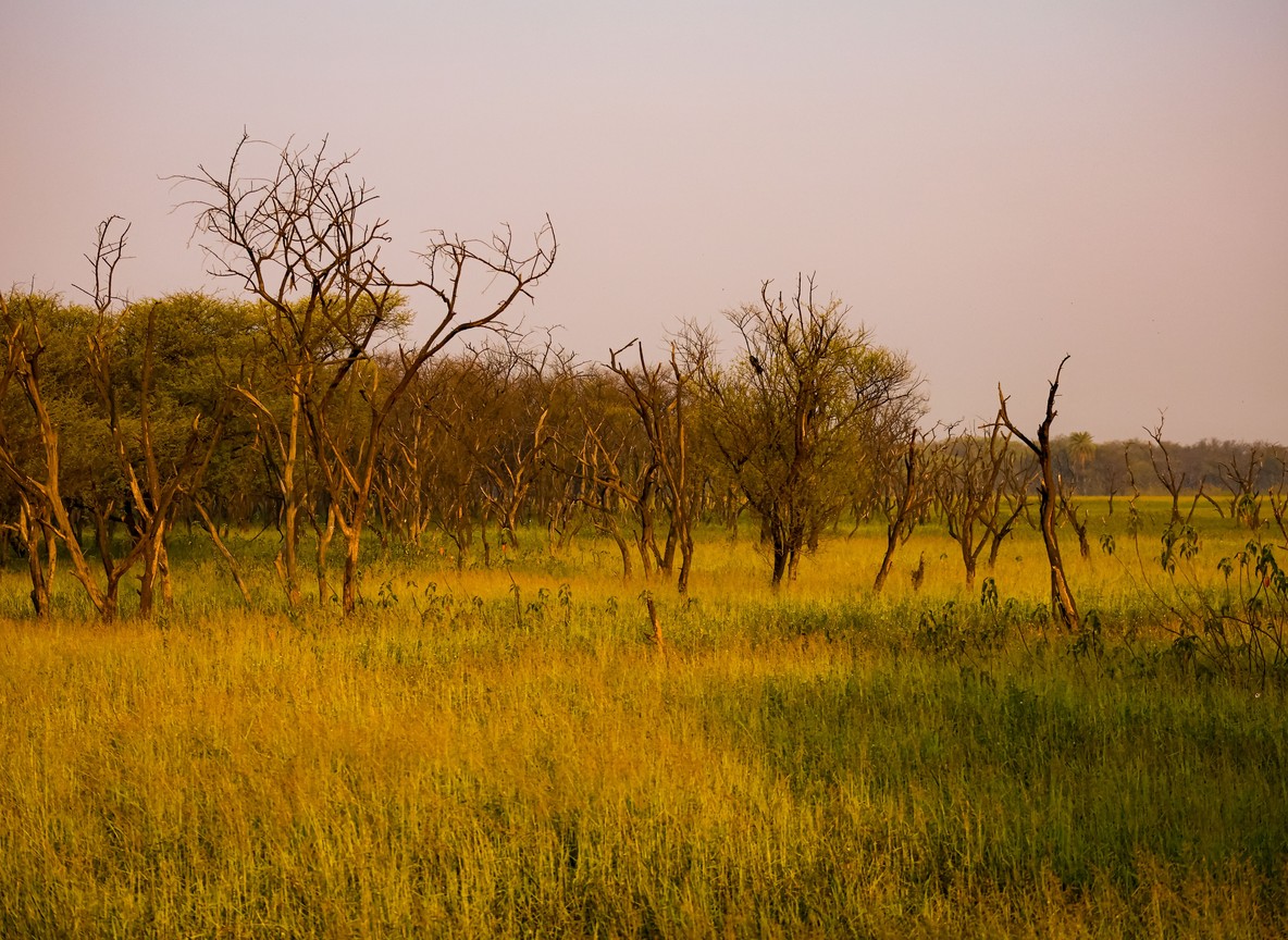 dry acacia grassland in Kenya's Rift Valley highlands