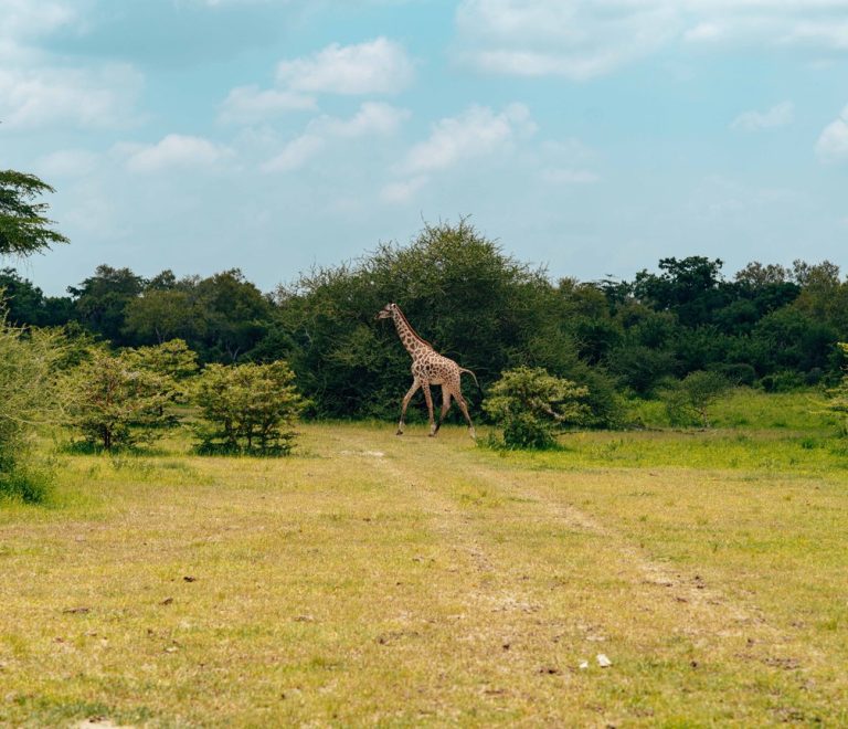 A black rhino grazing at dawn on open savanna grassland with acacia trees, Kenya