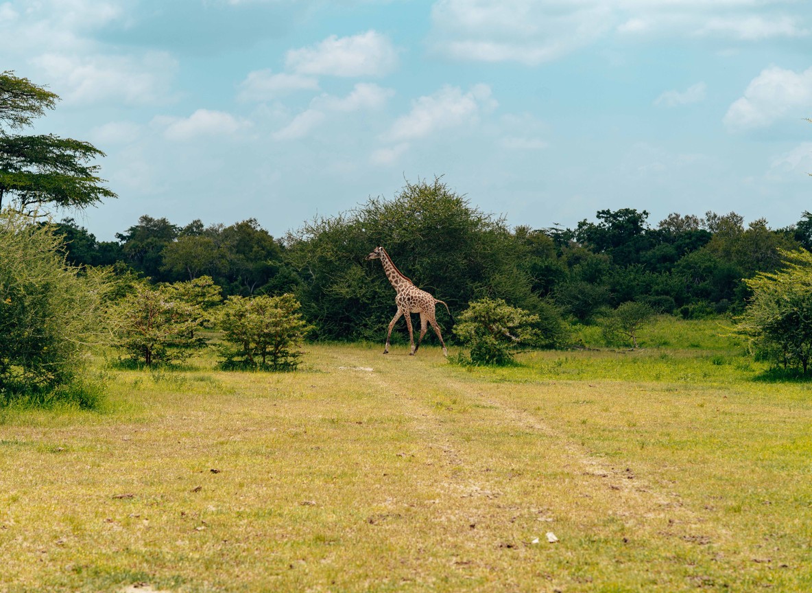 A black rhino grazing at dawn on open savanna grassland with acacia trees, Kenya
