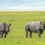 a black rhino grazing in golden grassland at sunrise, Kenya conservancy, natural light