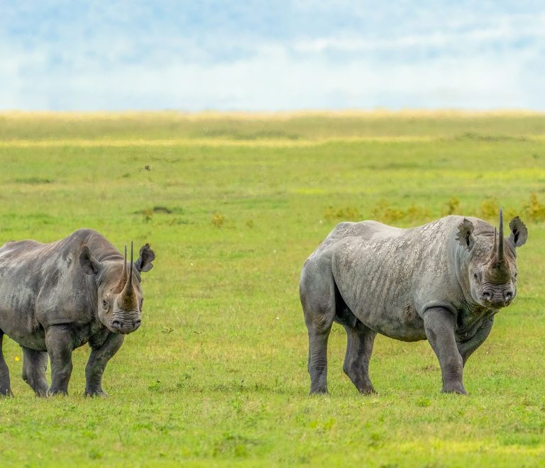 a black rhino grazing in golden grassland at sunrise, Kenya conservancy, natural light
