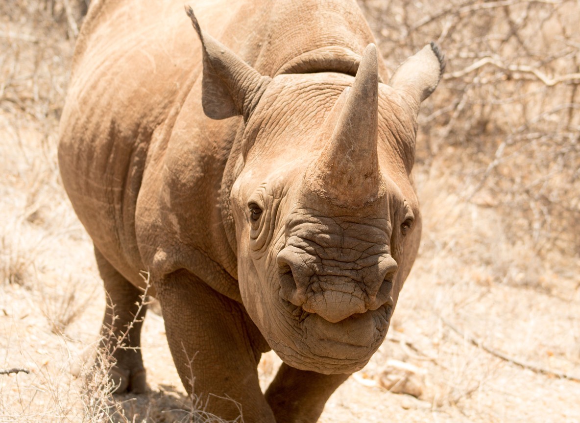 a black rhino calf walking beside its mother in dry bush, Kenya savanna