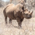 a black rhino standing alert in dry bush at sunrise, Kenya savanna, natural light