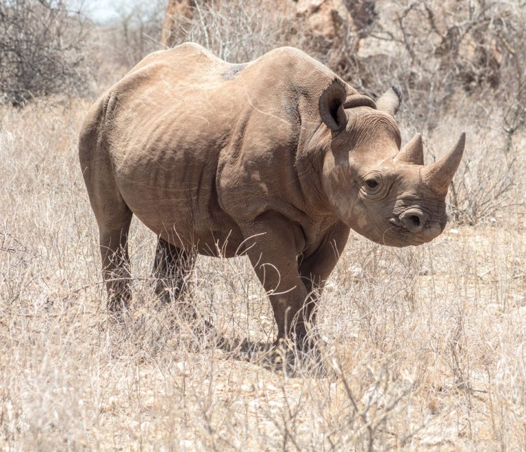 a black rhino standing alert in dry bush at sunrise, Kenya savanna, natural light