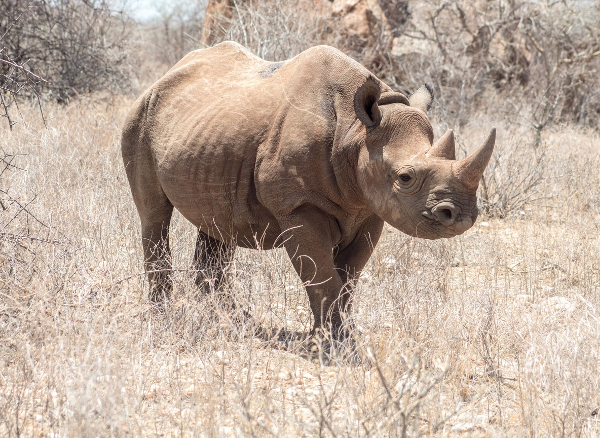 a black rhino standing alert in dry bush at sunrise, Kenya savanna, natural light
