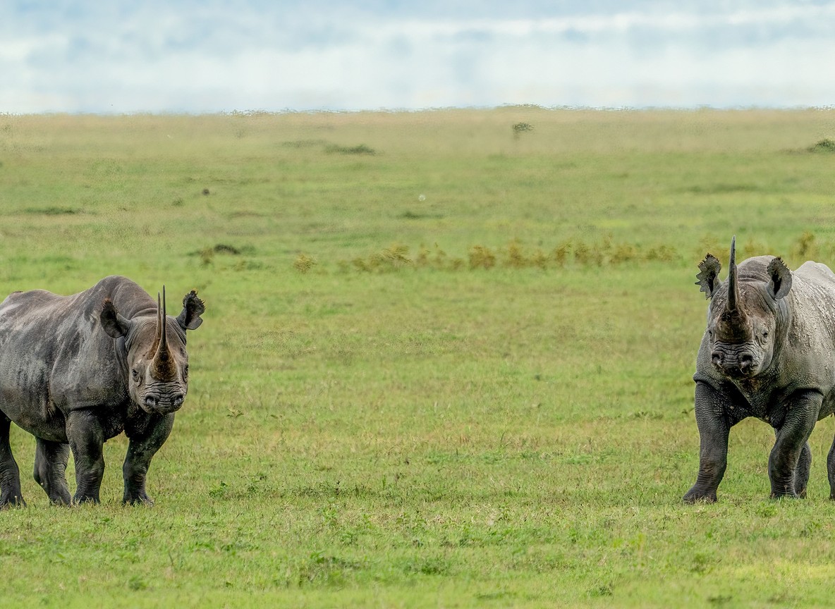 two black rhinos facing off in open grassland, Kenya savanna