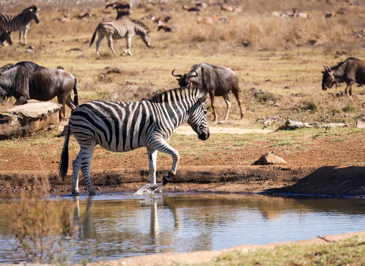 Zebra and wildebeest sharing a waterhole on conservancy grassland, the kind of mixed-species scene that leased and communally held land is managed to protect