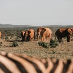 A solar panel array powering a borehole pump beside a cattle trough on the dry Kenyan savannah, with acacia trees in the distance