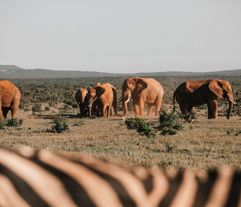 A solar panel array powering a borehole pump beside a cattle trough on the dry Kenyan savannah, with acacia trees in the distance