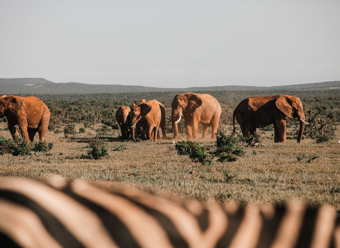 A solar panel array powering a borehole pump beside a cattle trough on the dry Kenyan savannah, with acacia trees in the distance