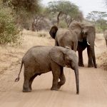 A herd of elephants crossing a dusty plain with snow-capped Mount Kilimanjaro rising behind them, Amboseli National Park, Kenya