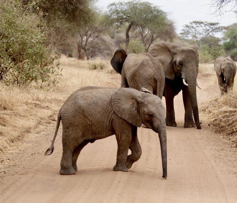 A herd of elephants crossing a dusty plain with snow-capped Mount Kilimanjaro rising behind them, Amboseli National Park, Kenya