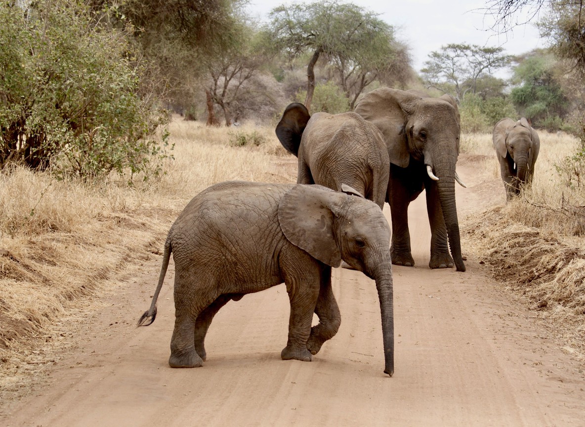 A herd of elephants crossing a dusty plain with snow-capped Mount Kilimanjaro rising behind them, Amboseli National Park, Kenya