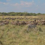 Kenya Family Safari Holidays